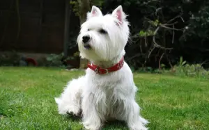 Photo №4. Je vais vendre west highland white terrier en ville de Kiev. de la fourrière, éleveur - prix - 451€