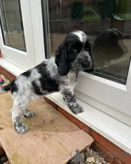 Photo №1. cocker spaniel anglais - à vendre en ville de Bucharest | Gratuit | Annonce №109537