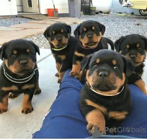 Photo №1. rottweiler - à vendre en ville de Berlin | négocié | Annonce №90590