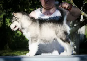 Photos supplémentaires: Chiots colorés de Malamute d'Alaska