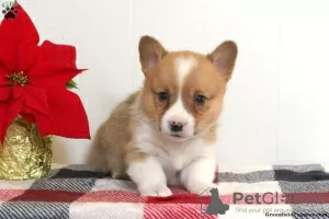 Photo №3. KC Pembroke Corgi Chiots 1(281)698-7719. USA