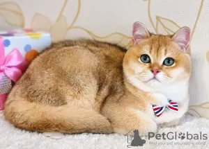 Photo №1. british shorthair - à vendre en ville de Voghera | 850€ | Annonce № 19618