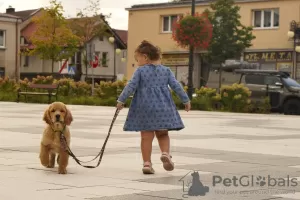 Photo №3. Filles Golden Retriever. Pologne