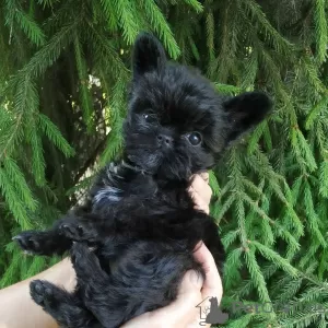 Photo №1. affenpinscher - à vendre en ville de Vienna | négocié | Annonce №13672