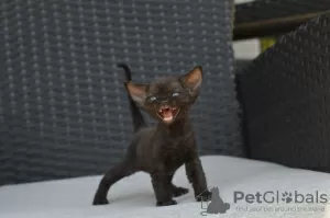 Photos supplémentaires: De jolis chatons Devon Rex disponibles à la vente maintenant avec des services