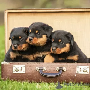 Photo №1. rottweiler - à vendre en ville de Pueblo | 425€ | Annonce №129564