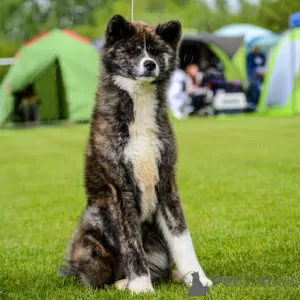 Photo №3. Fille japonaise Akita Inu. Biélorussie