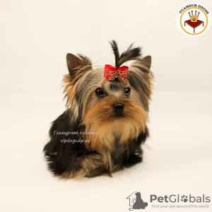 Photo №4. Je vais vendre yorkshire terrier en ville de Kiev. annonce privée, de la fourrière, éleveur - prix - 1500€