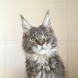 Photo №1. maine coon - à vendre en ville de Volgograd | 144€ | Annonce № 5954