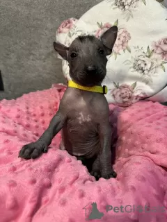 Photos supplémentaires: Chiots Xoloitzcuintle (chien sans poils mexicain)