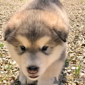 Photo №3. Beaux chiots Malamute d'Alaska. Allemagne