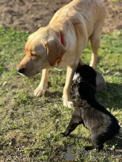 Photo №1. labrador retriever - à vendre en ville de Tchekhov | 68€ | Annonce №77525