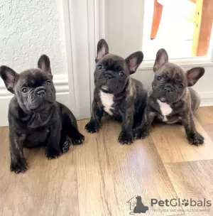 Photo №1. bouledogue - à vendre en ville de Вашингтон | 331€ | Annonce №115007