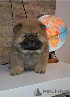 Photo №1. chow-chow - à vendre en ville de Belgrade | négocié | Annonce №127540