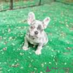 Photo №1. bouledogue - à vendre en ville de El Paso | 531€ | Annonce №128191