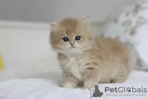 Photo №1. british longhair - à vendre en ville de Novosibirsk | négocié | Annonce № 58399