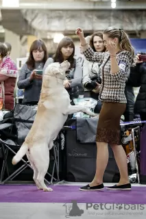 Photos supplémentaires: Un mâle labrador retriever est proposé pour la reproduction.