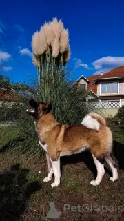 Photos supplémentaires: Chiots Akita américains