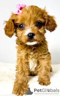 Photos supplémentaires: Cavapoo-cavapoo (caniche jouet cavalier)