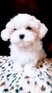 Photo №4. Je vais vendre bichon maltais en ville de Moscou. annonce privée - prix - 500€