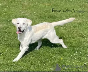 Photos supplémentaires: Superbes chiots labrador blanc