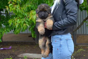 Photo №2 de l'annonce № 6695 de la vente berger allemand - acheter à Ukraine éleveur