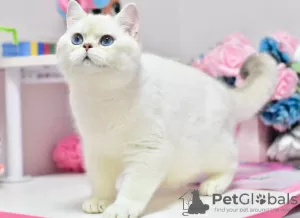 Photo №4. Je vais vendre british shorthair en ville de Dnipro. de la fourrière, éleveur - prix - 615€