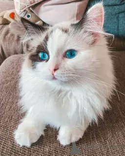 Photo №1. ragdoll - à vendre en ville de Tallinn | 580€ | Annonce № 90139