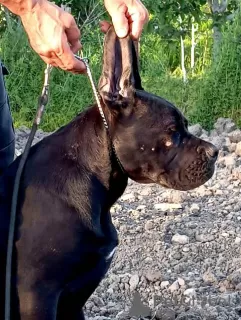 Photos supplémentaires: Chiots Cane Corso