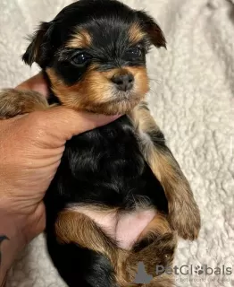 Photo №2 de l'annonce № 81113 de la vente yorkshire terrier - acheter à Italie annonce privée