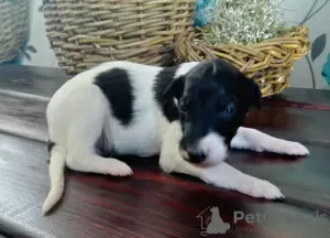 Photos supplémentaires: Chiots lévriers russes de chenil