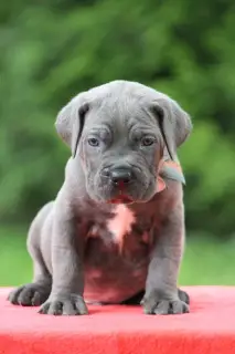 Photos supplémentaires: Chiots Cane Corso