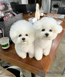 Photo №1. bichon à poil frisé - à vendre en ville de Амстердам | négocié | Annonce №108246