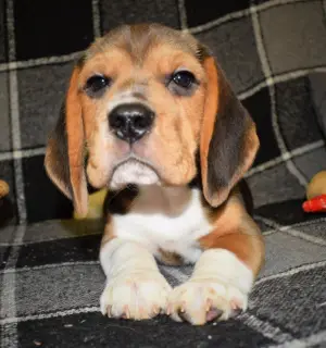 Photo №4. Je vais vendre beagle en ville de Moscou. annonce privée, éleveur - prix - 286€