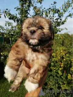 Photo №1. shih tzu - à vendre en ville de Valga | 450€ | Annonce №70367