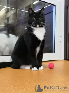 Photo №3. Le chat espiègle Romashka cherche une famille !. Fédération de Russie