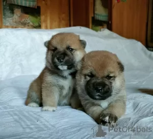 Photo №2 de l'annonce № 60196 de la vente shiba - acheter à Fédération de Russie de la fourrière, éleveur