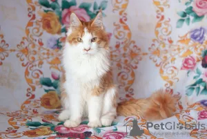 Photo №1. maine coon - à vendre en ville de Ryazan | 281€ | Annonce № 7060