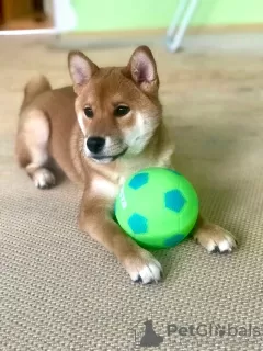 Photo №2 de l'annonce № 44577 de la vente shiba - acheter à Fédération de Russie annonce privée, de la fourrière, éleveur