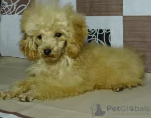 Photos supplémentaires: Fille caniche jouet, tasse à thé en peluche.