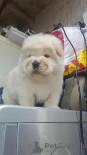 Photo №2 de l'annonce № 70347 de la vente chow-chow - acheter à La Grande-Bretagne annonce privée