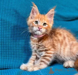 Photo №2 de l'annonce № 116332 de la vente maine coon - acheter à Suisse annonce privée