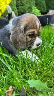 Photos supplémentaires: Chiots d'élite de parents titrés