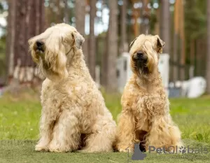 Photos supplémentaires: Chiots de compagnie