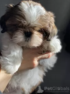 Photo №2 de l'annonce № 9901 de la vente shih tzu - acheter à Ukraine annonce privée