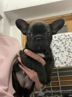 Photo №1. bouledogue - à vendre en ville de Düsseldorf | 404€ | Annonce №128249