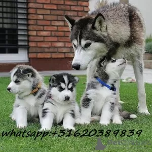 Photo №1. husky de sibérie - à vendre en ville de Sapporo | Gratuit | Annonce №51325