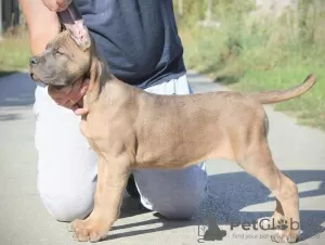 Photos supplémentaires: Chiots Cane Corso disponibles à la vente.