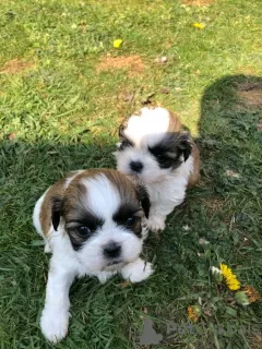 Photo №1. shih tzu - à vendre en ville de Berlin | négocié | Annonce №18641