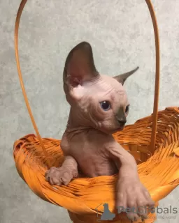 Photo №4. Je vais vendre sphynx en ville de Khabarovsk. éleveur - prix - négocié